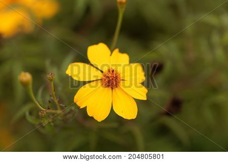Lemmons Marigold (tagetes Lemmonii)