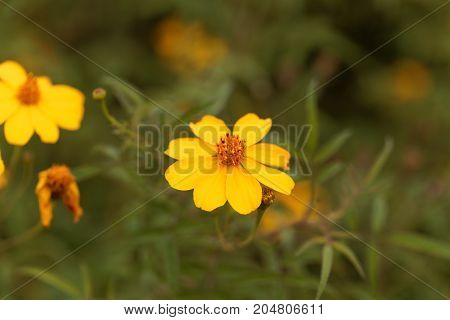 Lemmons Marigold (tagetes Lemmonii)