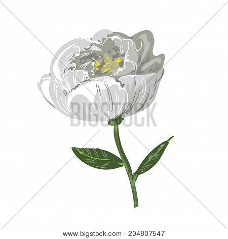White peony flower isolated on white stock vector