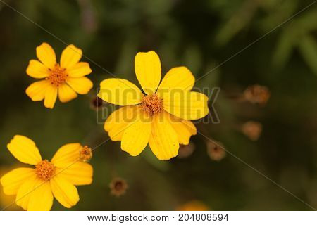 Lemmons Marigold (tagetes Lemmonii)