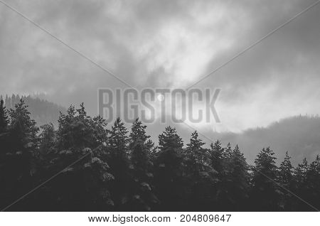 Black and white picture of foggy pine tree forest. The sun that breaks through the clouds.