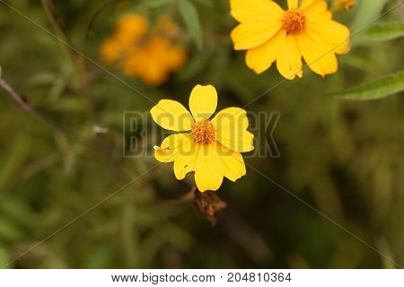 Lemmons Marigold (tagetes Lemmonii)