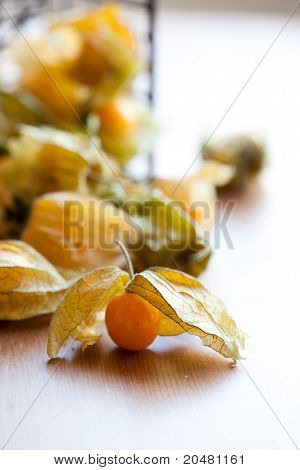 Physalis