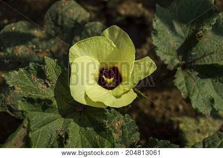 natural organic hobby garden pictures of okra flowers, pictures of okra flowers,