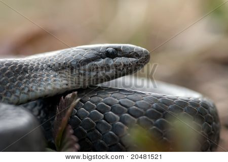 Culebra gris