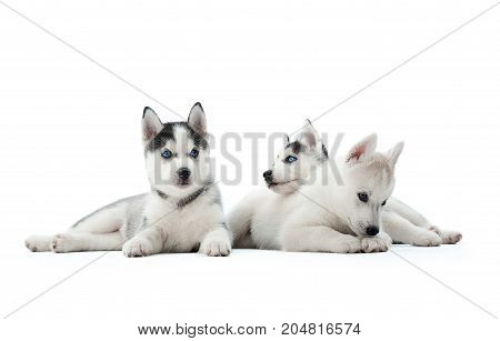 Three funny siberian husky puppies, sitting on floor, interesting playing, looking away, waiting for food. Carried dogs like wolfs with gray and white color of fur and blue eyes. White background.