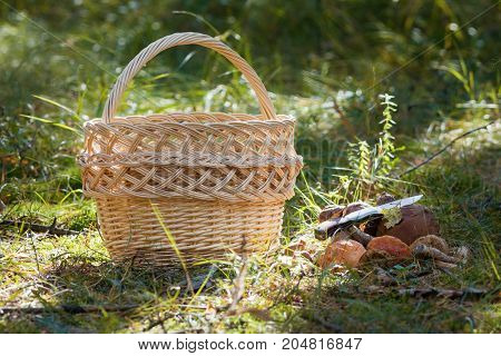 Woven basket and a lot of boletus mushroom and knife in forest, horizontal
