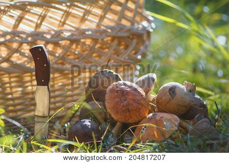 A lot of boletus mushroom near woven basket and knife in forest, horizontal