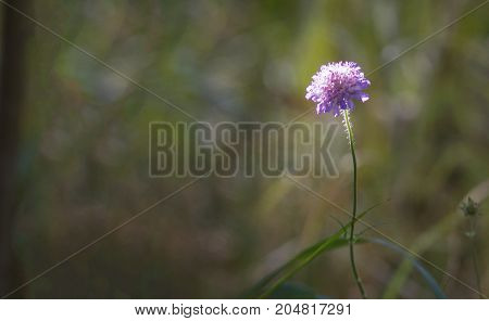 Lonely flower in forest - soft focus, telephoto shot