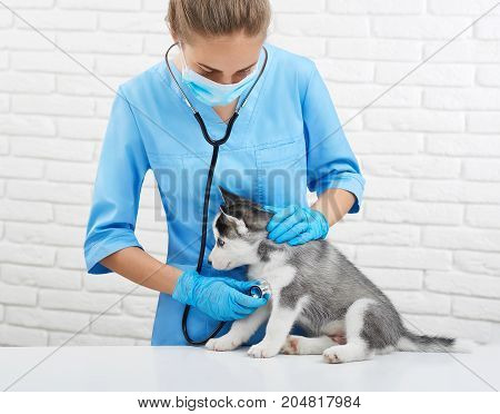 Portrait of young female veterinarian listening heart beat, caring about husky dog, like wolf with blue eyes.  Doctor in blue uniform holding little puppy husky, who sitting on table. Vet concept.