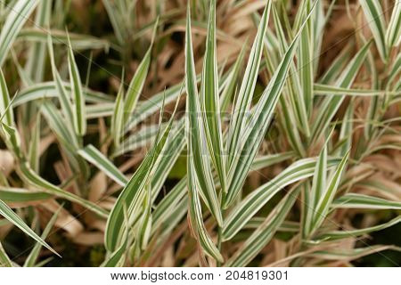Reed Canary Grass (phalaris Arundinacea)