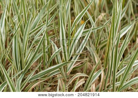 Reed Canary Grass (phalaris Arundinacea)