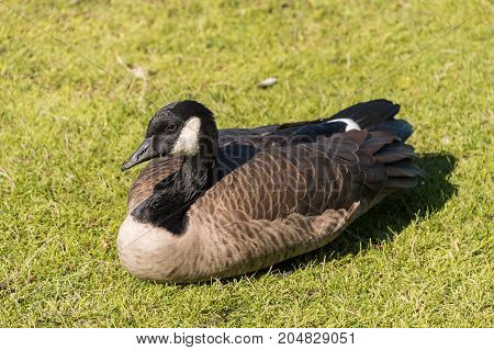 Canada goose sitting on grass in Vancouver British Columbia Canada