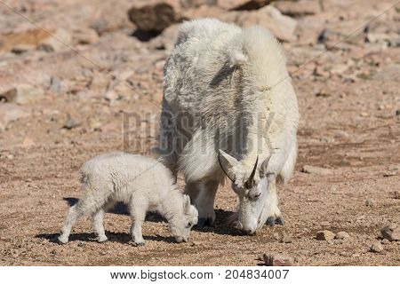 a mountain goat nanny and her kid on Mount Evans Colorado