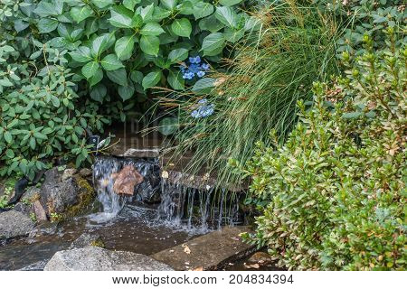 Blue flowers bloom above a small stream in Seatac Washington.