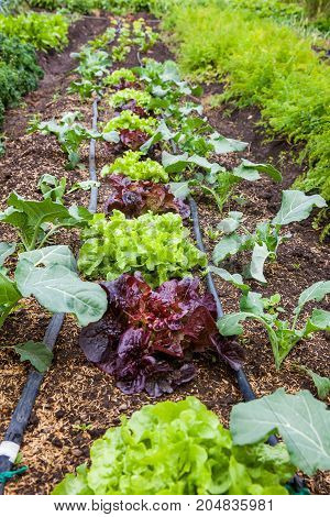 Romaine lettuce (Lactuca sativa) at cultivation field