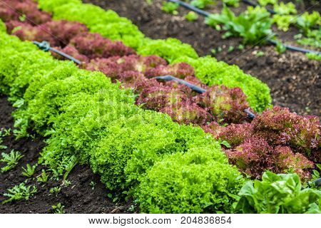 Romaine lettuce (Lactuca sativa) at cultivation field