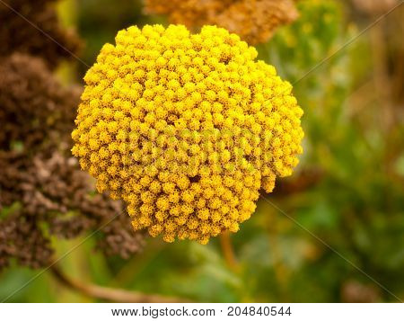 Close Up Of Bunch Of Yellow Garden Achillea Filipendulina 'cloth Of Gold'