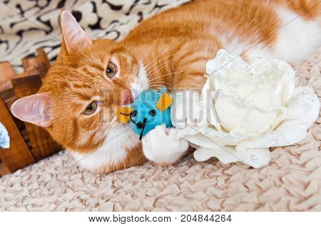 Cat Playing With Toy Mouse
