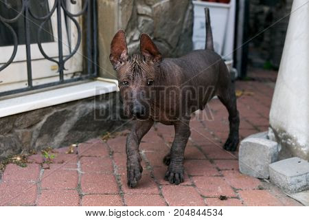 Dog puppy of the breed Xoloitzcuintle playing and walking in the courtyard of his house