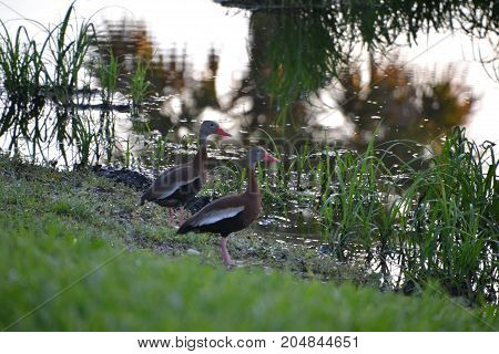 pair of black bellied whistling ducks in florida