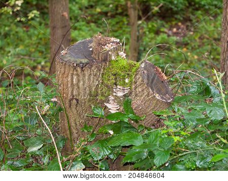 close up of mushrooms growing on tree stump