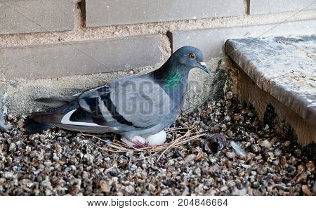 bird animal pidgeon with little white eggs