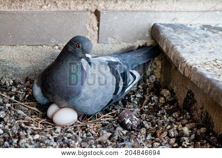 bird animal pidgeon with little white eggs