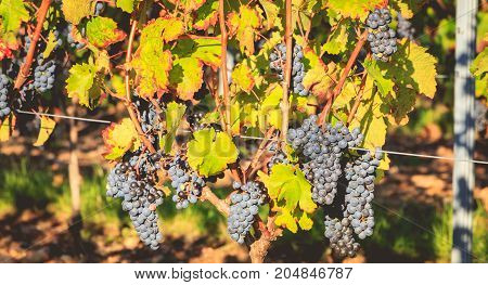 Bunches Of Ripe Grapes On Their Vines Before Harvest