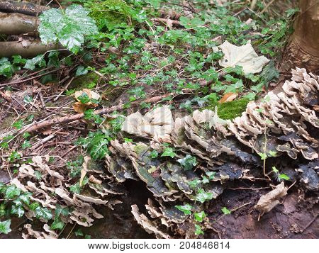 close up of platelet mushrooms many on tree stump