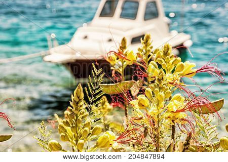 Beautiful freesia flowers and little boat in Maslinica Solta island Croatia. Summer vacation destination. Seasonal natural scene. Yellow photo filter.