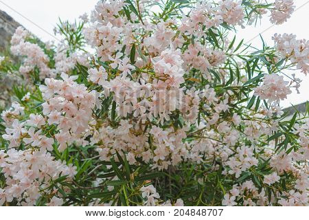 bush of pale pink oleander. blossom pink flowers