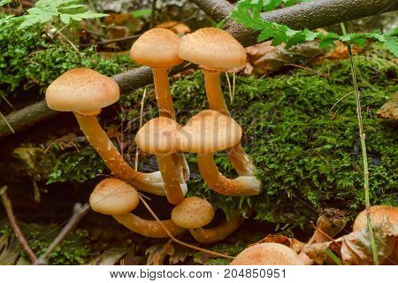 Mushrooms in the forest grow on an old fallen tree