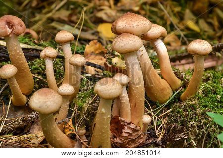 Mushrooms in the forest grow on an old fallen tree