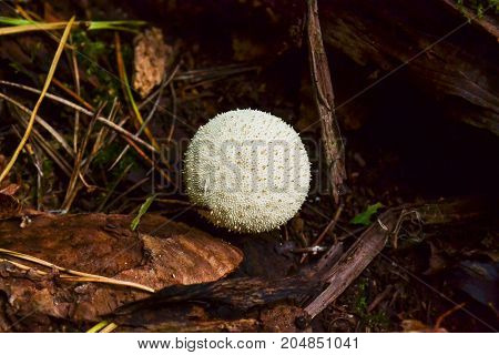Edible mushroom Common Puffball Lycoperdon perlite macro.