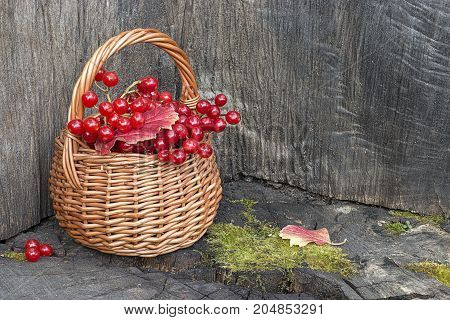Small basket with autumn red berries on old stum. Autumn still-life.