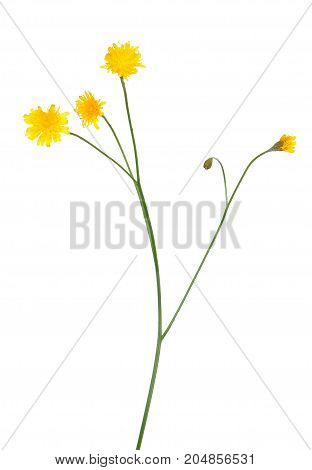 Tragopogon pratensis flower meadow salsify flower isolated on white background