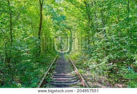 The Nature Along Railroads