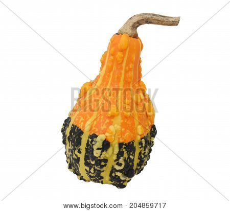 Pear-shaped Orange And Green Ornamental Gourd
