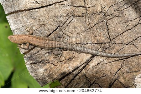 Lizard Lacerta agilis lies on a cracked wooden stump animal background