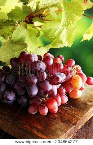 Grapes on wooden table and grape leaves . Healthy fresh fruit wine grapes.
