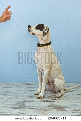 Sitting On Hind Legs English Pointer Womens Hand Shows Finger To It