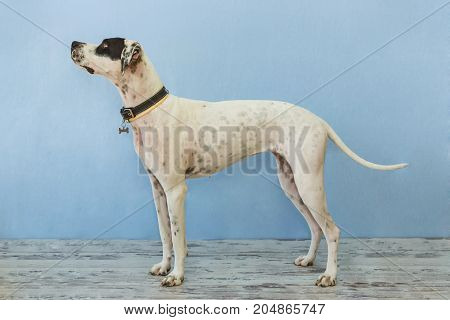 Standing English Pointer