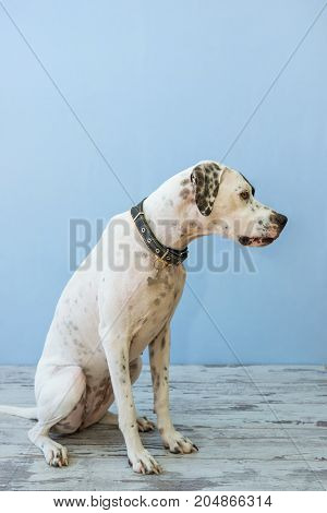 Sitting English Pointer