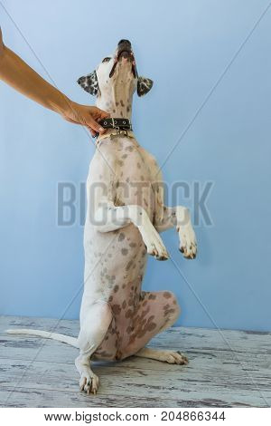 Sitting On Hind Legs English Pointer Womens Hand Holds It