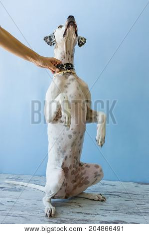 Sitting On Hind Legs English Pointer Womens Hand Holds It