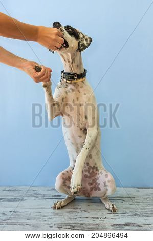 Sitting On Hind Legs English Pointer Womens Hand Holds It
