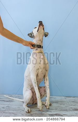 Sitting On Hind Legs English Pointer Womens Hand Holds It