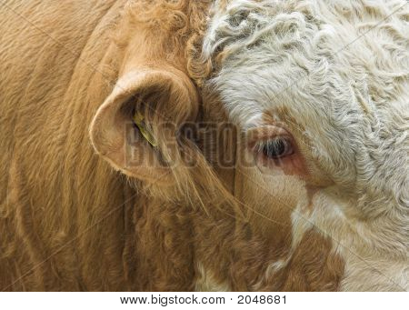 Simmental býk