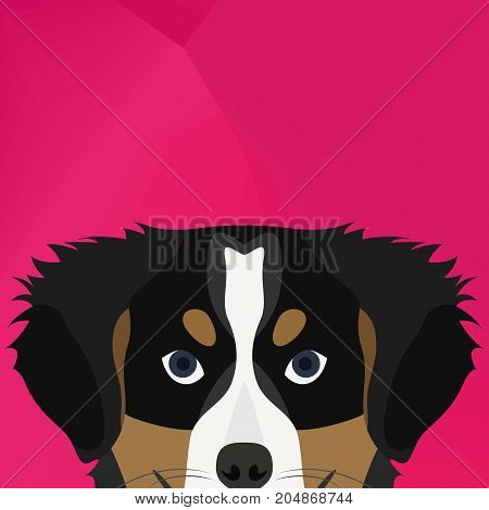 Illustration Dog Bernese Mountain Dog Looking Over Wall